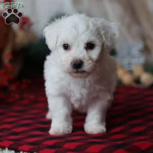 Toby, Bichon Frise Puppy